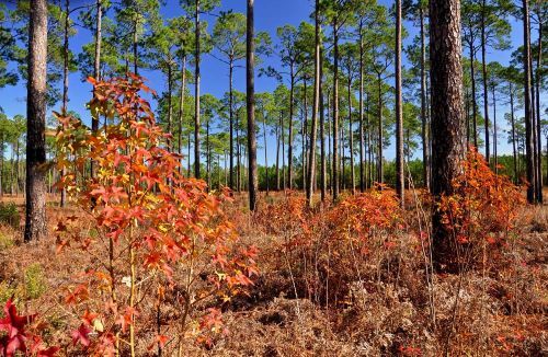 E.O. Siecke State Forest